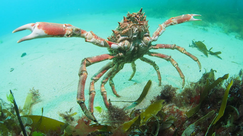Spider Crab, St Ives, Cornwall, England, UK